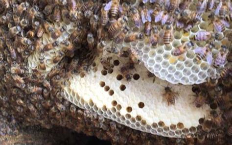 香港最毒的蛇 陽台蜜蜂築巢